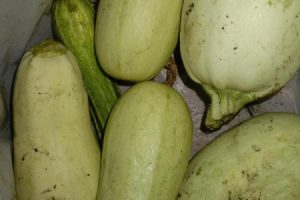 Рецепт: Сушеные кабачки Заготовка в Дигидраторе — Кабачки, как приправа, чипсы, на хранение